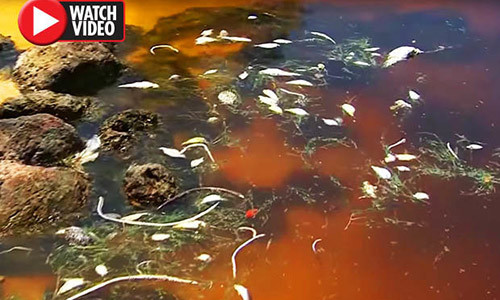 Hiện tượng thủy triều đỏ khiến cá chết hàng loạt ở Mỹ.