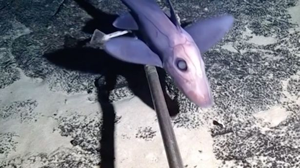 Con “cá chuột” có hình thù kỳ lạ với đôi tai to và mắt mù.