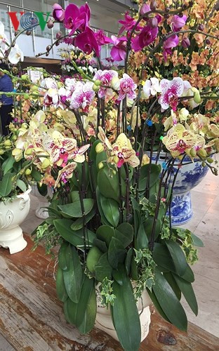 Nhân viên ở đây cho biết, lan hồ điệp ở ngoài thường là nhập lạnh từ Trung Quốc cánh mỏng, dễ héo. Trong khi, lan hồ điệp ở đây là hàng nhập khẩu cao cấp hoặc hoa tươi hàng chọn từ Đà Lạt, bông to và màu sắc lạ mắt.