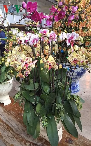 Nhân viên ở đây cho biết, lan hồ điệp ở ngoài thường là nhập lạnh từ Trung Quốc cánh mỏng, dễ héo. Trong khi, lan hồ điệp ở đây là hàng nhập khẩu cao cấp hoặc hoa tươi hàng chọn từ Đà Lạt, bông to và màu sắc lạ mắt.