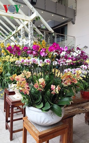 Theo người bán, giá đắt bởi đây là một trong những dòng địa lan quý hiếm, có màu sắc đẹp và thể hiện sự sang trọng, quyền quý. Loài hoa có cánh dày, tai hoa lớn, có thể chơi được từ 3 - 4 tháng trở lên.