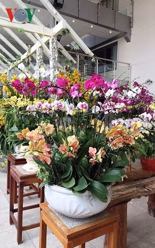 Theo người bán, giá đắt bởi đây là một trong những dòng địa lan quý hiếm, có màu sắc đẹp và thể hiện sự sang trọng, quyền quý. Loài hoa có cánh dày, tai hoa lớn, có thể chơi được từ 3 - 4 tháng trở lên.