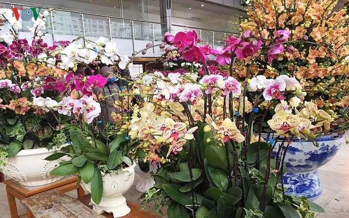 Chủ cửa hàng cho biết, mức giá năm nay đắt hơn mọi năm do thời tiết bất lợi, khó trồng và bảo quản, nhưng hoa năm nay đẹp. Dù còn 10 ngày nữa mới đến Tết, nhưng nhiều chậu hoa đã được đặt mua.