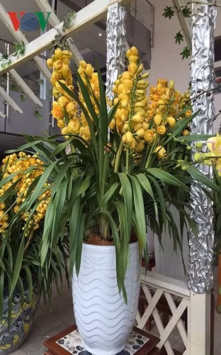 Mức giá tùy thuộc vào độ "trĩu nặng" cành, cành càng nhiều bông và nụ, mức giá càng cao.