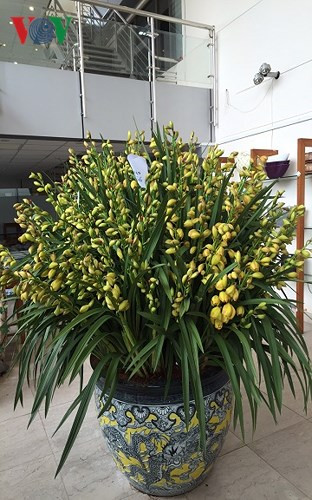 Ang hoa địa lan hàng trăm cành cùng mức giá "khủng" 680 triệu đồng cũng đã được khách đặt mua.