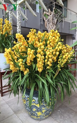 Dòng địa lan nổi tiếng đắt đỏ này còn có nhiều tên gọi khác nhau như địa lan vàng SJC hay vàng New Zealand.