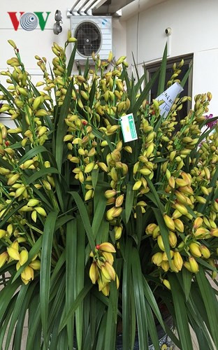 Theo nhân viên tại đây, loại hoa màu vàng, cánh dày thuộc dòng địa lan Vàng Hoàng Hậu, nhập giống từ nước ngoài và được trồng thành công tại Việt Nam.