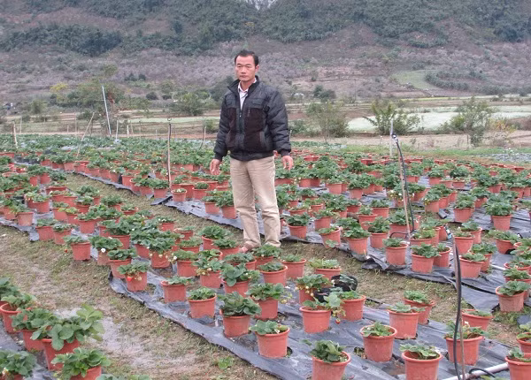 Hàng ngày ông Tý dành nhiều thời gian quan sát quá trình phát triển của dâu tây tại vườn.