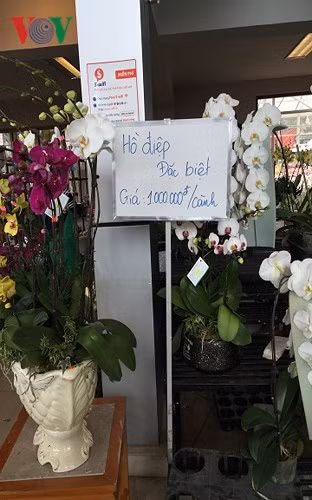 Lan hồ điệp ở đây cũng lên tới 1 triệu đồng/cành trong khi giá ở ngoài từ 150.000 - 250.000 đồng/cành.