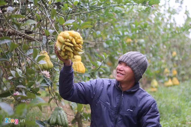 Quả phật thủ đắt nhất tại vườn nhà anh Thiết có giá khoảng 1,8-2 triệu đồng. (Ảnh: Thuỷ Tiên)