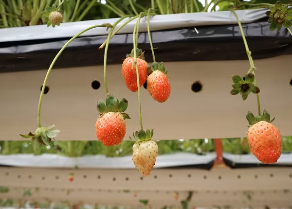 Nhờ cách chăm sóc đúng khoa học kỹ thuật nên vườn dâu tây của ông Tý sinh trưởng rất tốt.