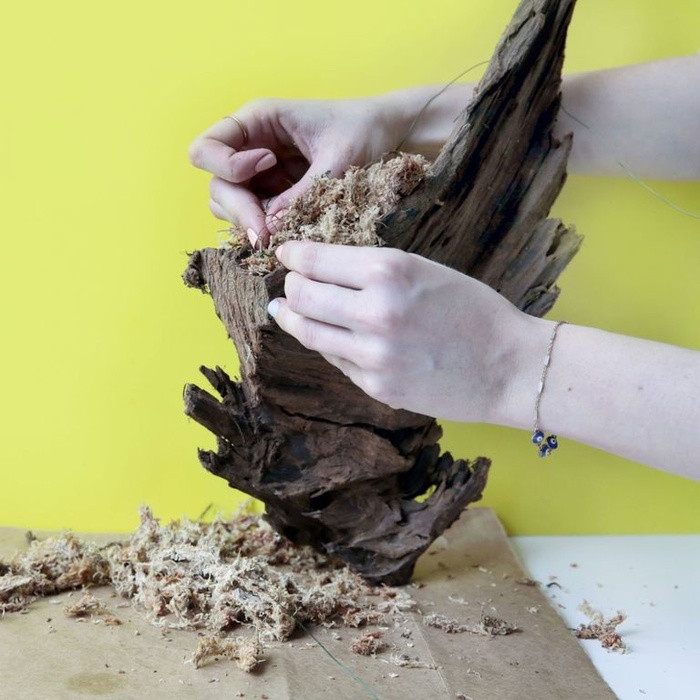 Bước 2: Thêm chút rong rêu, mùn cưa lên các khe, kẽ của gốc cây một cách khéo léo.