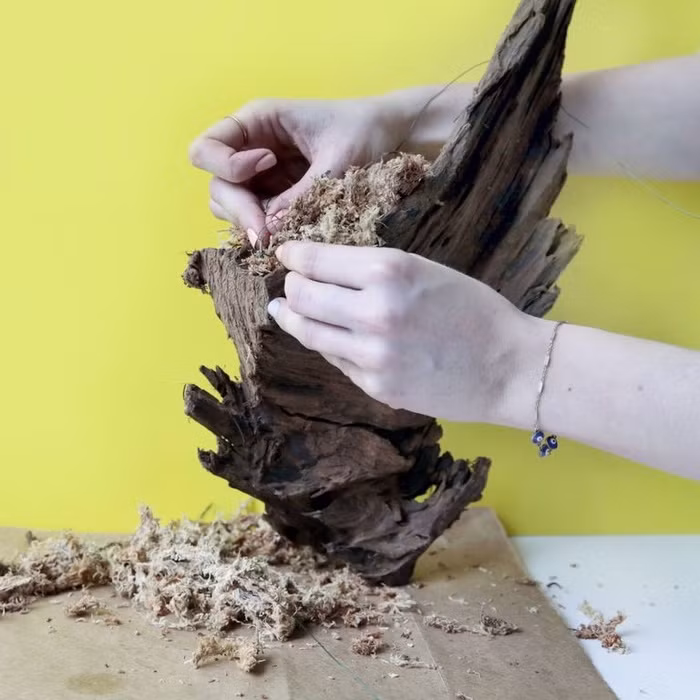 Bước 2: Thêm chút rong rêu, mùn cưa lên các khe, kẽ của gốc cây một cách khéo léo.