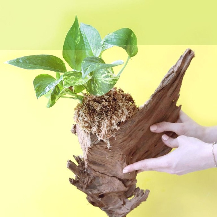 Bước 3: Trồng cây nhỏ, dễ sống trên nền mùn cưa đã gắn trên cây.