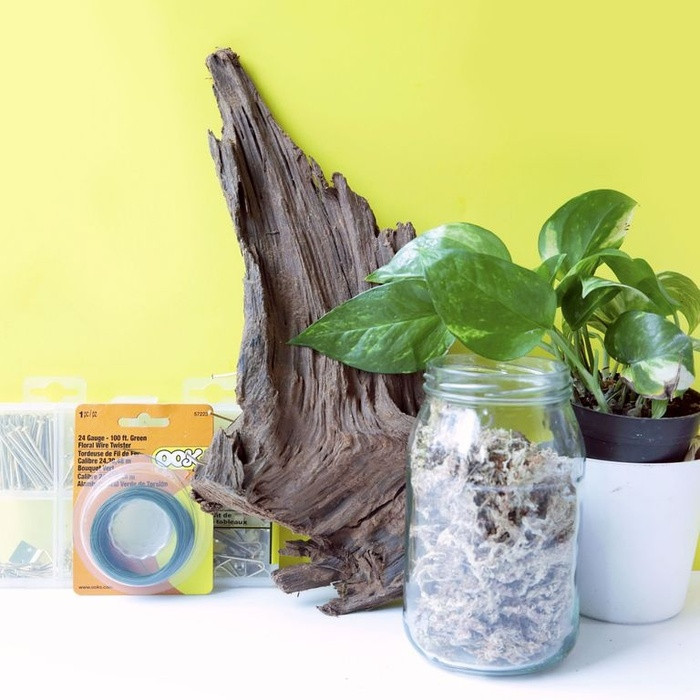 Nguyên liệu cần chuẩn bị: - Mảnh gốc cây khô đã cứng, mục - Đinh - Bộ đồ nghề ghim để treo tường - Dây - Rong rêu, mùn cưa - Một vài cây nhỏ - Nước Bạn có thể tìm thấy rêu mùn ở hầu hết các vườn ươm, cửa hàng thủy canh hoặc các cửa hàng bán hoa lan.