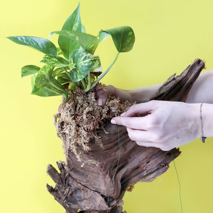 Bước 4: Dùng dây thép để cố định mùn cưa, cây xanh trên gốc cây khô cho thật chắc chắn để đảm bảo cây xanh, mùn cưa không bị rơi ra khi gốc cây được treo lên tường.