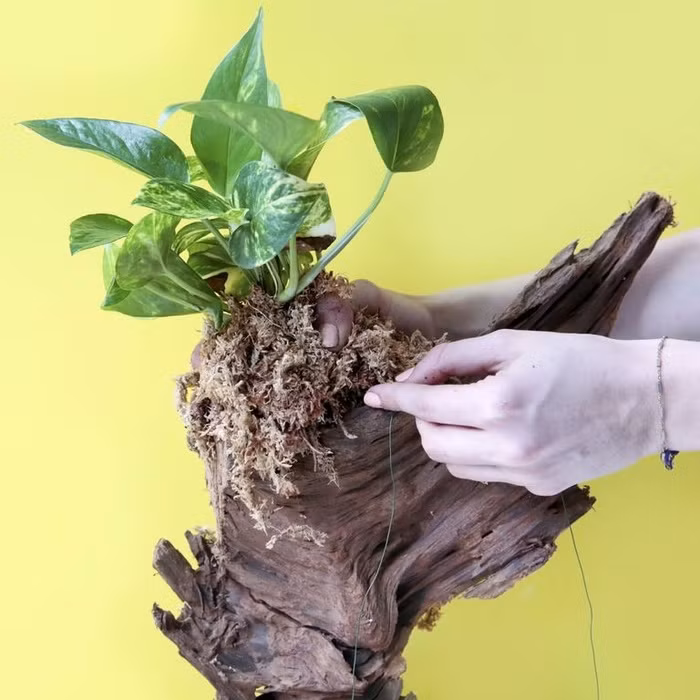 Bước 4: Dùng dây thép để cố định mùn cưa, cây xanh trên gốc cây khô cho thật chắc chắn để đảm bảo cây xanh, mùn cưa không bị rơi ra khi gốc cây được treo lên tường.