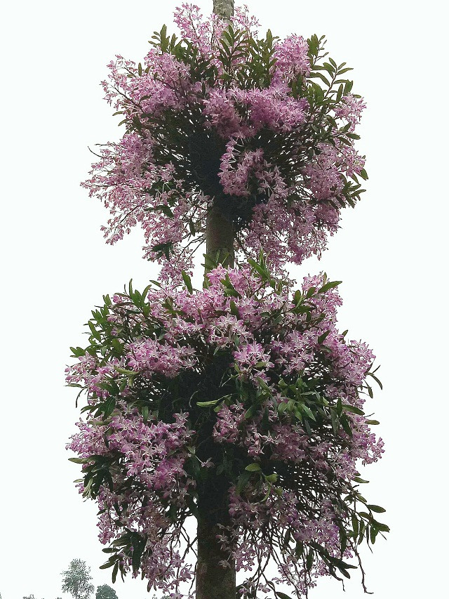 Giống lan anh Đồng chọn cho sống chung với cây cau là giống lan hoàng thảo. Đây là loài lan bản địa được anh lấy trong rừng về trồng. Hoa sinh trưởng tốt, chịu nắng, gió và nở hoa tím rịm rất đẹp.