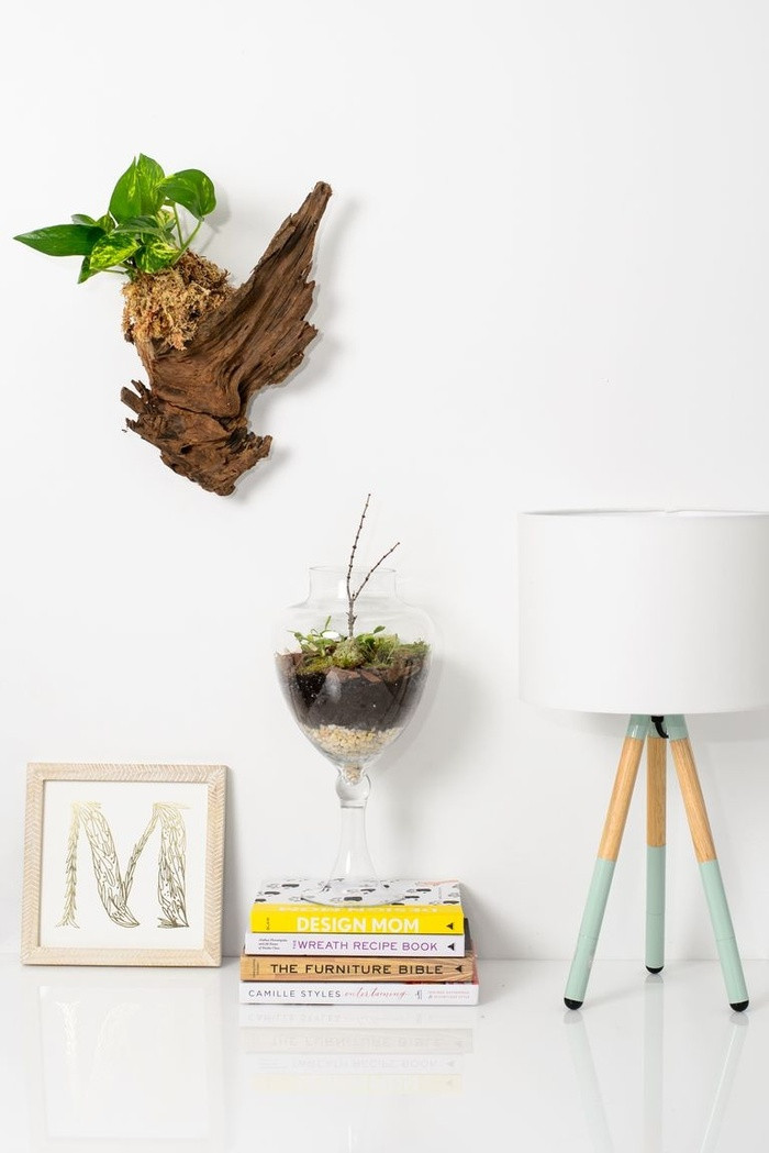 Cách chăm sóc gốc cây khi đặt trong nhà - Tưới nước hàng ngày - Kiểm tra độ ẩm của mùn cưa thường xuyên để đảm bảo rằng mùn cưa luôn được ẩm ướt. Bạn nên treo gốc cây ở góc đón được nhiều ánh sáng hơn trong phòng để lá cây có thể quang hợp và phát triển bình thường. - Nên treo gốc cây ở cửa sổ hướng Bắc hoặc cửa sổ hướng Nam. - Tỉa bỏ bất cứ lá khô, rụng nào trên cây