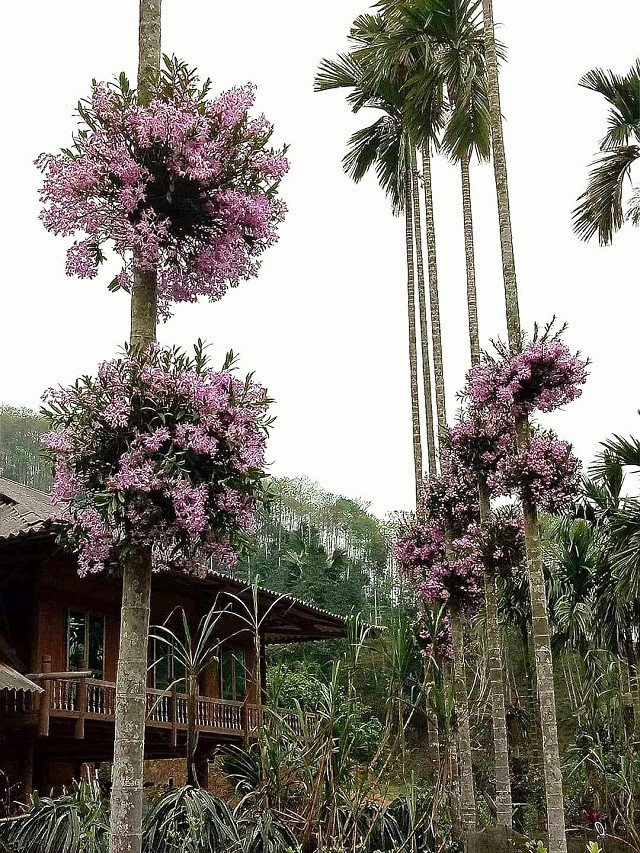 Anh Đồng cho hay, có rất nhiều người thích thú khi thấy những hàng cau cao vút xanh mướt được điểm tô những bụi lan hoàng thảo tím rịm nở rực rỡ của gia đình anh. “Gần đây có nhiều người muốn hỏi mua các bụi lan hoàng thảo trên cây cau với giá 6 – 7 triệu đồng/bụi. Nhà tôi có hơn 20 bụi lan ghép trên 13 cây cau, nếu bán hết cũng thu được số tiền kha khá. Tuy nhiên, tôi chỉ bán 2 bụi lan với giá gần 15 triệu đồng, còn lại tôi giữ để chơi", anh Đồng cho hay.