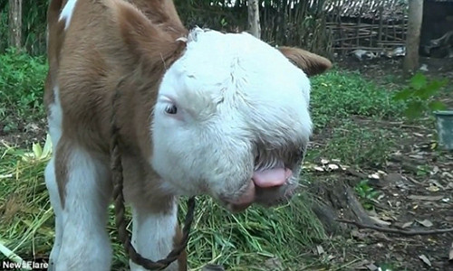 Cận cảnh chú bê mang mặt mèo.