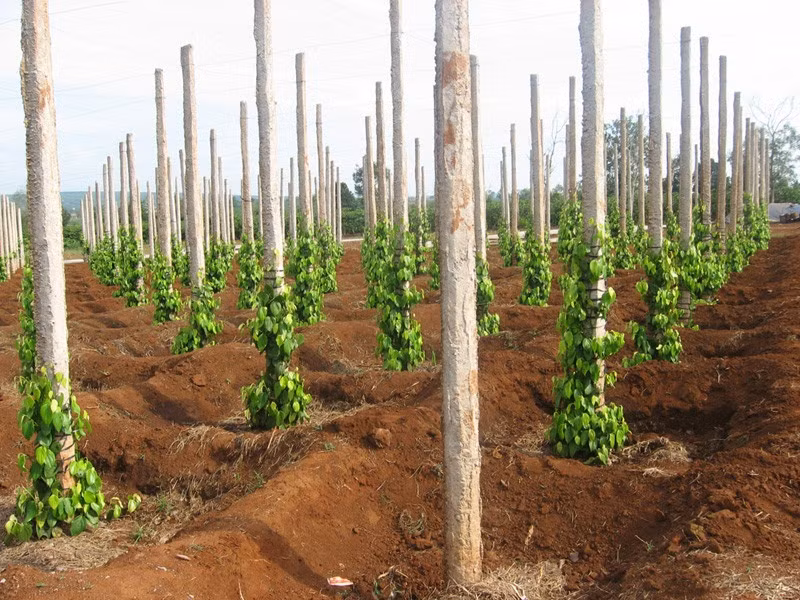 Xã Nam Yang giờ đã bạt ngàn những vườn hồ tiêu như thế này.