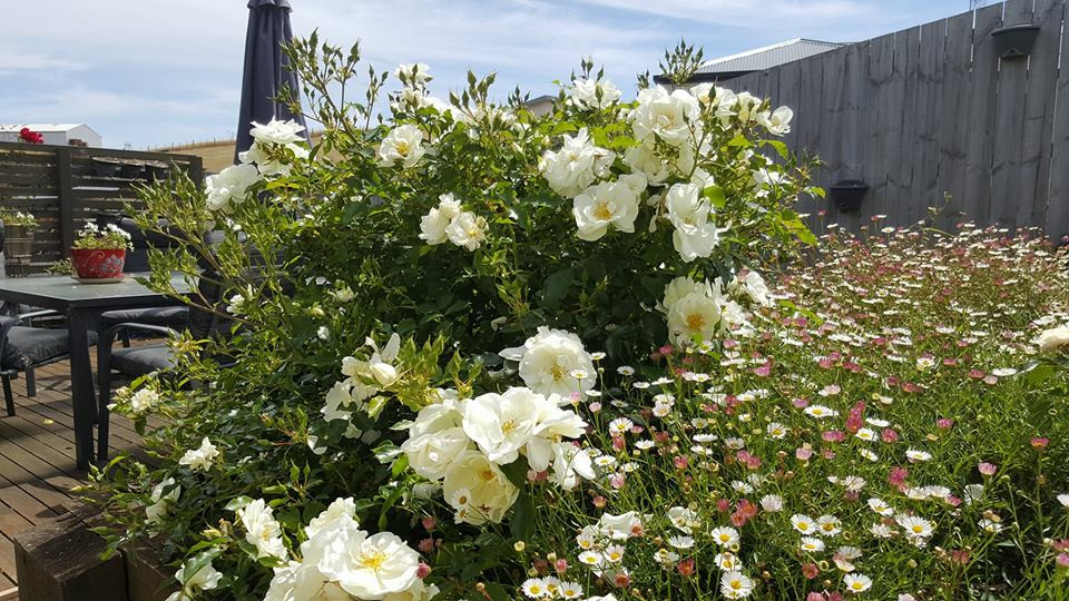 Để có những bông hoa đẹp, cây khoẻ mạnh, chị Luyến khuyên người yêu hoa cần chú ý đến thời tiết. Theo kinh nghiệm của chị, nên đưa cây ra những nơi có nhiều nắng (4-8 tiếng/ngày), thoáng gió và luôn giữ ẩm cho gốc. Nến bón phân cho hoa vào mỗi cuối mùa thu (trước khi cây ngủ đông) và đầu mùa xuân (khi hoa chuẩn bị đâm chồi nảy lộc và sau mỗi một vụ hoa.