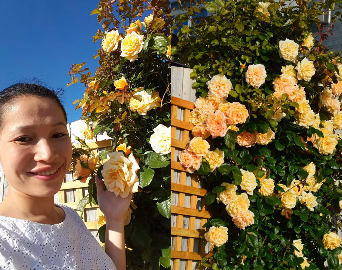 Chị Luyến yêu từng cây hoa mà chị cất công chăm chút, vun vén mỗi ngày. Khu vườn cũng chính là nơi khởi nguồn tình yêu thương và sự cân bằng cho cuộc sống sau bao lo toan, vất vả. Ngoài hoa hồng, chị còn trồng thêm các loài hoa khác. Mỗi một góc vườn đều rực rỡ sắc màu của đủ các loài hoa.