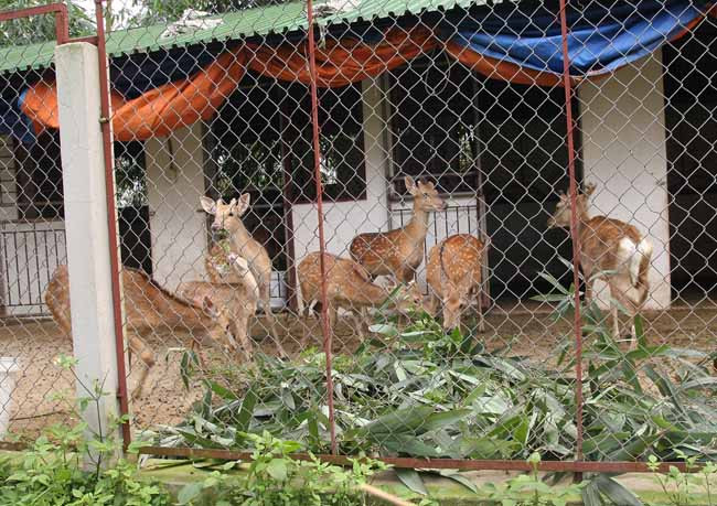 "Biệt phủ" còn có khu nuôi hươu.