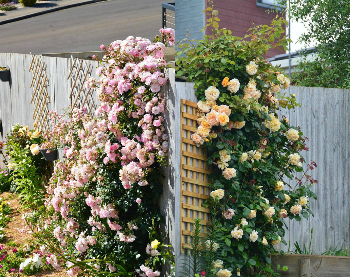 Hiện tại, vườn nhà của chị Luyến có khoảng 35 giống hồng khác nhau và hàng chục loại hoa đua nhau khoe sắc. Trong đó, đẹp nhất vẫn là các loại hồng như: bonica, the fairy, Black boy… Các loại hoa này bông đẹp, sai hoa và tỏa ra hương thơm rất ngọt ngào.