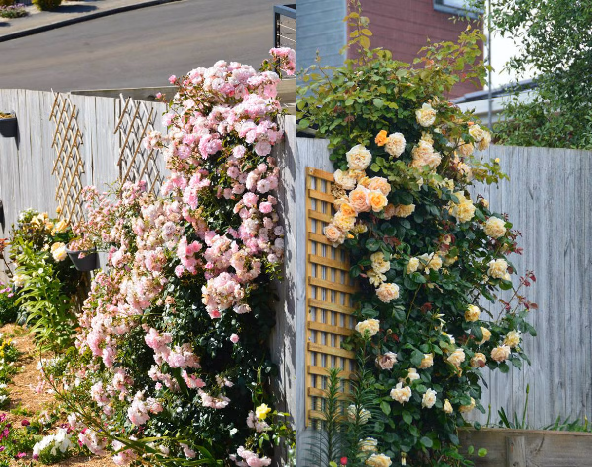 Hiện tại, vườn nhà của chị Luyến có khoảng 35 giống hồng khác nhau và hàng chục loại hoa đua nhau khoe sắc. Trong đó, đẹp nhất vẫn là các loại hồng như: bonica, the fairy, Black boy… Các loại hoa này bông đẹp, sai hoa và tỏa ra hương thơm rất ngọt ngào.