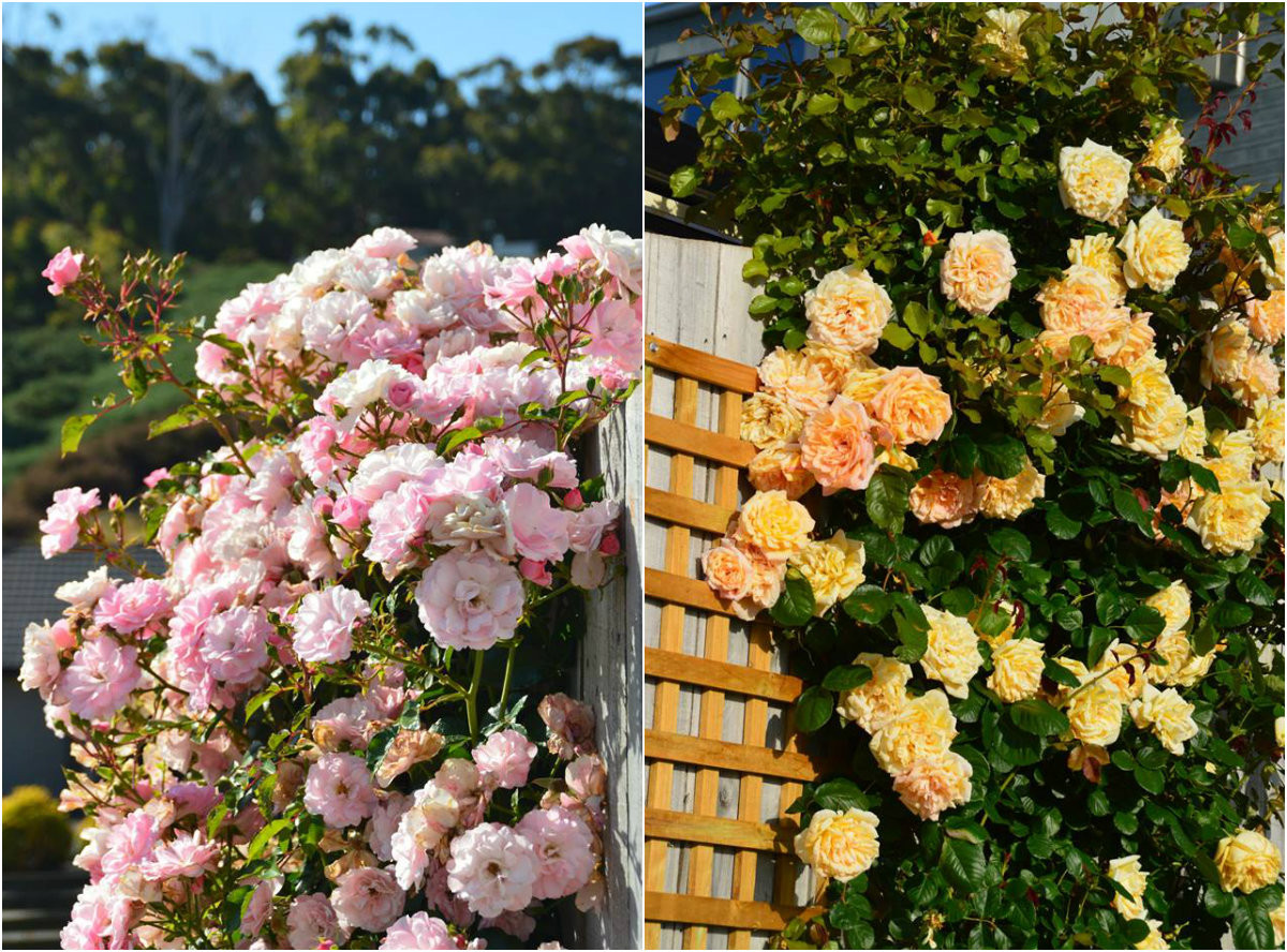 Khu vườn của chị Luyến luôn nhận được nhiều lời khen ngợi từ hàng xóm và cộng đồng người Việt xa xứ. Những bức tường hoa hồng khoe sắc của gia đình chị khiến ai đi qua cũng phải trầm trồ ngưỡng mộ.