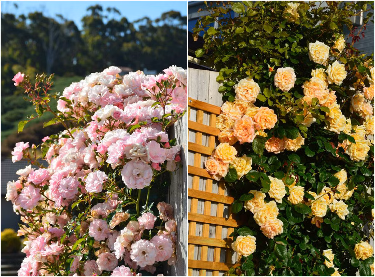 Khu vườn của chị Luyến luôn nhận được nhiều lời khen ngợi từ hàng xóm và cộng đồng người Việt xa xứ. Những bức tường hoa hồng khoe sắc của gia đình chị khiến ai đi qua cũng phải trầm trồ ngưỡng mộ.