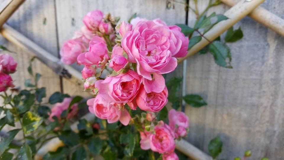 Chị Luyến chia sẻ thêm, mỗi cây hoa hồng nên có một điểm tựa vững chắc, có giàn hoặc trụ để bám vào giúp cho sức nặng của cây không dồn xuống gốc cây cũng như khi gió thổi không làm cho rễ bị lay dẫn đến rễ không phát triển tốt. Khu vườn hoa hồng của chị luôn giúp cho không gian sống thêm nhiều sắc màu và hương thơm, tạo được vẻ đẹp đáng yêu, rực rỡ và tràn ngập sức sống cho tổ ấm của gia đình.