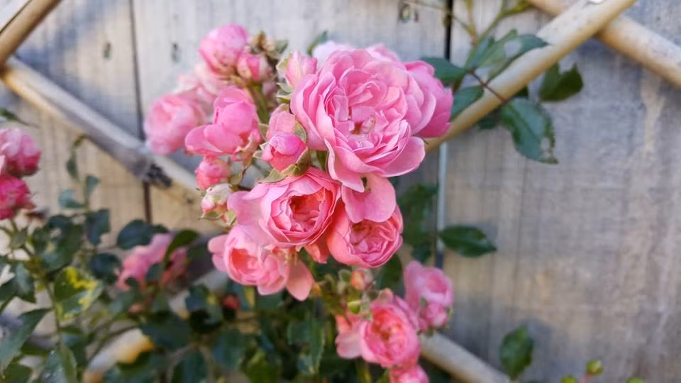 Chị Luyến chia sẻ thêm, mỗi cây hoa hồng nên có một điểm tựa vững chắc, có giàn hoặc trụ để bám vào giúp cho sức nặng của cây không dồn xuống gốc cây cũng như khi gió thổi không làm cho rễ bị lay dẫn đến rễ không phát triển tốt. Khu vườn hoa hồng của chị luôn giúp cho không gian sống thêm nhiều sắc màu và hương thơm, tạo được vẻ đẹp đáng yêu, rực rỡ và tràn ngập sức sống cho tổ ấm của gia đình.