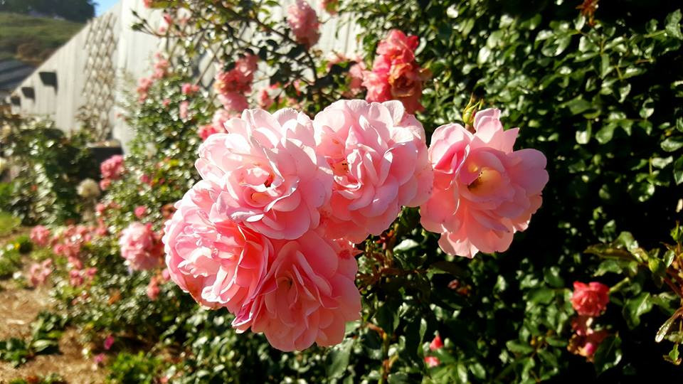 Để hoa hồng ra hoa liên tục, sau mỗi lứa hoa tàn nên cắt hết hoa héo, xới gốc bón phân, như vậy chỉ 1 - 2 tuần sau cây lại đâm nhiều chồi và nụ cho một lứa hoa mới. Chị Luyến cũng khuyên, thỉnh thoảng cần tưới rong biển cho cây để giúp cho bộ rễ phát triển tốt.