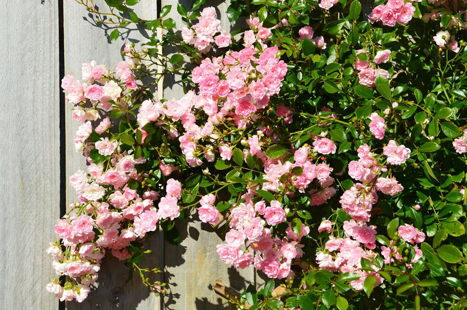 Từ sau khi theo chồng sang định cư ở Úc vào năm 2015, để thỏa mãn niềm đam mê cỏ cây hoa lá của mình, chị bắt tay vào cải tạo khu vườn rộng gần 1000m2 trồng hoa để mang lại vẻ đẹp cho chốn đi về của mình.