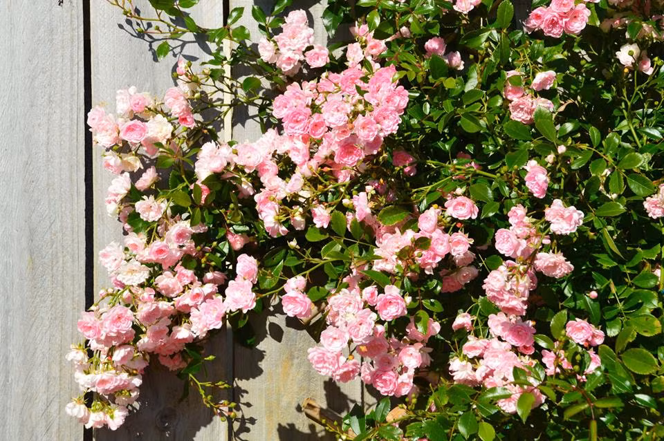 Từ sau khi theo chồng sang định cư ở Úc vào năm 2015, để thỏa mãn niềm đam mê cỏ cây hoa lá của mình, chị bắt tay vào cải tạo khu vườn rộng gần 1000m2 trồng hoa để mang lại vẻ đẹp cho chốn đi về của mình.