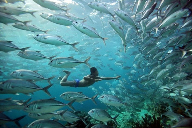 Qua nghiên cứu, các nhà khoa học bất ngờ phát hiện rất nhiều điểm thú vị về cuộc sống cũng như thể trạng của người dân tộc Bajau.