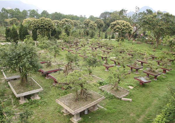 Ngay cạnh đó là khu vườn cây cảnh với hàng trăm chậu cây.