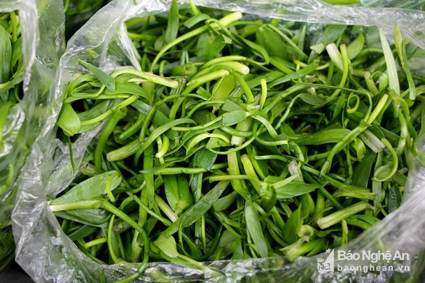 Cỏ rau choóc (tiếng Thái gọi là “phắc bớ hín”) có vị ngọt thanh, ăn sống với canh ột, măng chua, cũng có thể nấu với cá sông, thịt gà tạo món ăn rất hấp dẫn; ngoài ra còn có tác dụng giải nhiệt, trị táo bón. Ảnh: Hùng Cường.