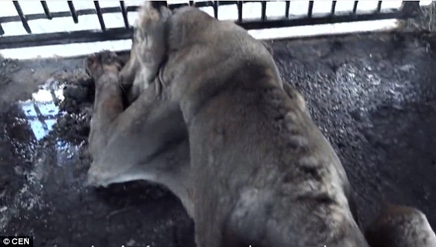 Hổ đói trơ xương, không đứng dậy nổi ở rạp xiếc Tây Ban Nha.