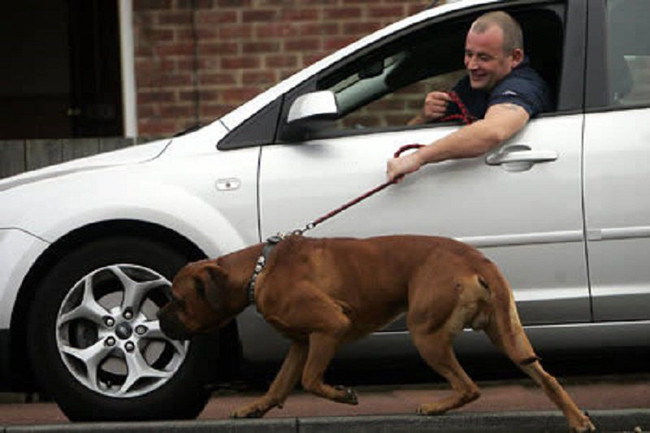 Phải ngồi ô tô dắt boss đi dạo mới "sang chảnh".