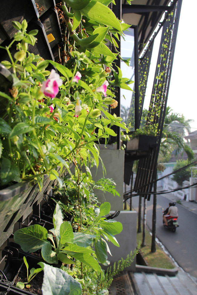 Ước mơ có một thảm thực vật bao phủ hết mặt tiền căn nhà để lọc không khí của gia chủ đã được thực hiện bằng cách tất các cửa sổ trong mỗi phòng các lỗ thông gió và ban công đều được trồng các loại cây. Cây cũng được trồng đủ loại. Có loại cây trồng thông thường trên mặt, trong các chậu nhỏ treo lên hoặc mọc trên các giàn.