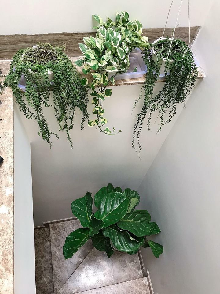 Để lựa chọn được loại gạch và nội thất ưng ý, chị Hải Yến đã phải đi tìm ở rất nhiều nơi. Đặc biệt nhất là các khu vực sơn tường, chị Hải Yến đã tự phối màu và tự sơn theo ý thích cá nhân. Cây xanh chị tự mua về trồng theo khu vực và chị thích nhất chỗ giếng trời ngay cầu thang, rất nhiều nắng thích hợp trồng dây leo buông rũ rất đẹp mắt.