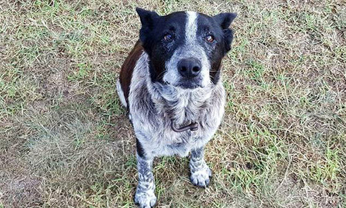 Lòng trung thành của Max khiến nhiều người thán phục - Ảnh: AFP