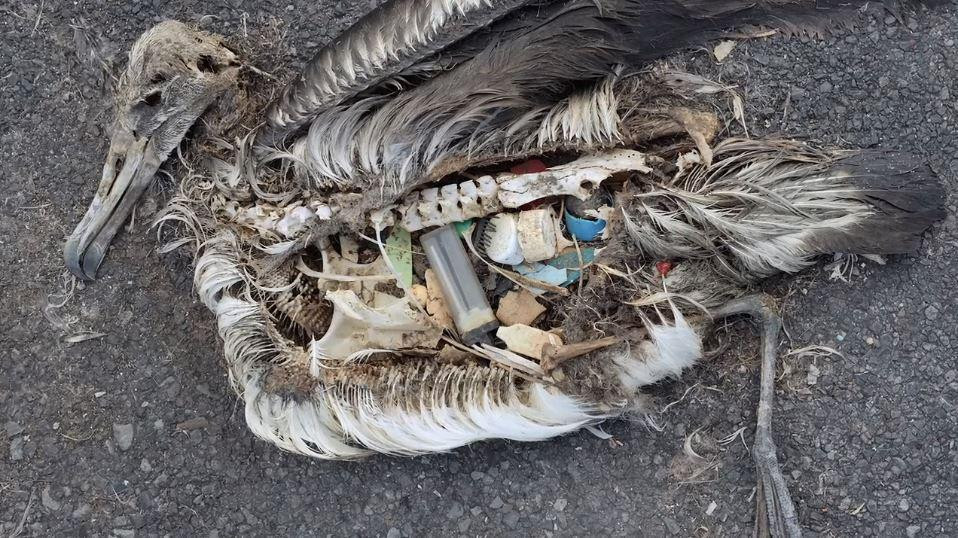 Rác thải được tìm thấy trong bụng một con chim hải âu ở Đảo Midway.