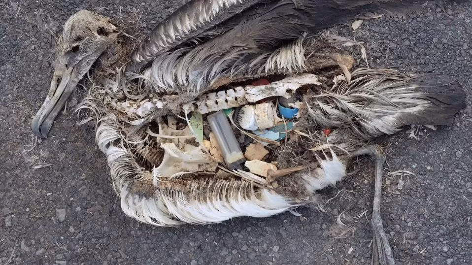 Rác thải được tìm thấy trong bụng một con chim hải âu ở Đảo Midway.