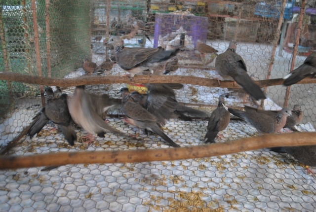 Theo ông chủ của trang trại hàng nuôi chim này thì chim cu gáy có lẽ là loài chim hót lớn nhất được nuôi làm cảnh. Nó có sức sống không giống chim nào so được. Nhiều người chơi chim nuôi cu gáy trong lồng vài chục năm khoẻ mạnh là chuyện thường. Trong số hàng ngàn con chim cu gáy ông đang nuôi cũng có con đã gắn bó với ông gần 30 năm trời.