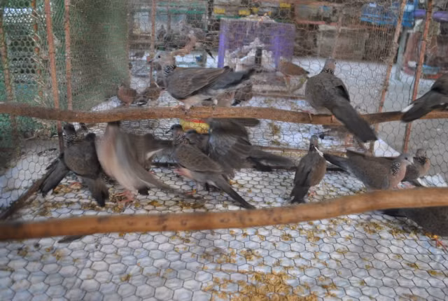 Theo ông chủ của trang trại hàng nuôi chim này thì chim cu gáy có lẽ là loài chim hót lớn nhất được nuôi làm cảnh. Nó có sức sống không giống chim nào so được. Nhiều người chơi chim nuôi cu gáy trong lồng vài chục năm khoẻ mạnh là chuyện thường. Trong số hàng ngàn con chim cu gáy ông đang nuôi cũng có con đã gắn bó với ông gần 30 năm trời.